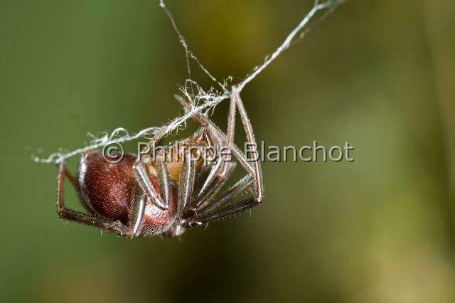 Theridiidae_4161.JPG - France, Paris (75), Araneae, Theridiidae, Araignée, Veuve des villes (Steatoda grossa), femelle, Dark comb-footed spider
